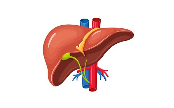 Liver Diseases